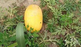 52吃瓜爆料免费吃瓜视频,免费畅享热门吃瓜视频盛宴