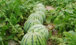 今日吃瓜热门大瓜每日更新,紧跟热门大瓜，揭秘娱乐圈最新动态